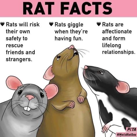 Rat Facts, Rattus Rattus, Rat Care, Pet Rat, Rat Cage, Fancy Rat, Cute Rats, Gerbil, Pet Rats