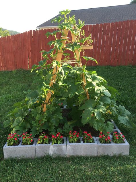 Growing pumpkins vertically on a ladder. Small Backyard Pumpkin Patch, Vertical Pumpkin Patch, Grow Pumpkins Vertically, Growing Pumpkins Vertically, Pumpkin Trellis Ideas, Garden Tattoo Sleeve, Vege Patch, Pumpkin Trellis, Pumpkin Growing