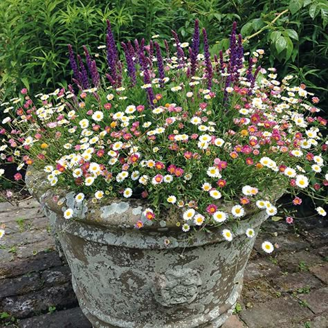 Container Planting, Container Gardening Flowers, Cottage Garden Design, Patio Plants, Have Inspiration, Garden Containers, Container Gardens, Container Garden, Garden Cottage