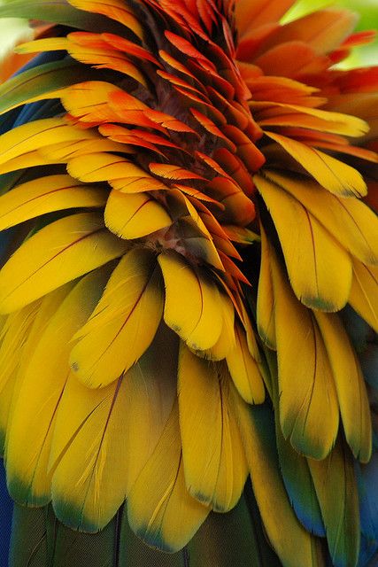 Macaw Feathers, Dream Catcher Art, Macaw Parrot, Wings Art, Feather Wings, Bird Watcher, Feather Light, Nature Design, Patterns In Nature