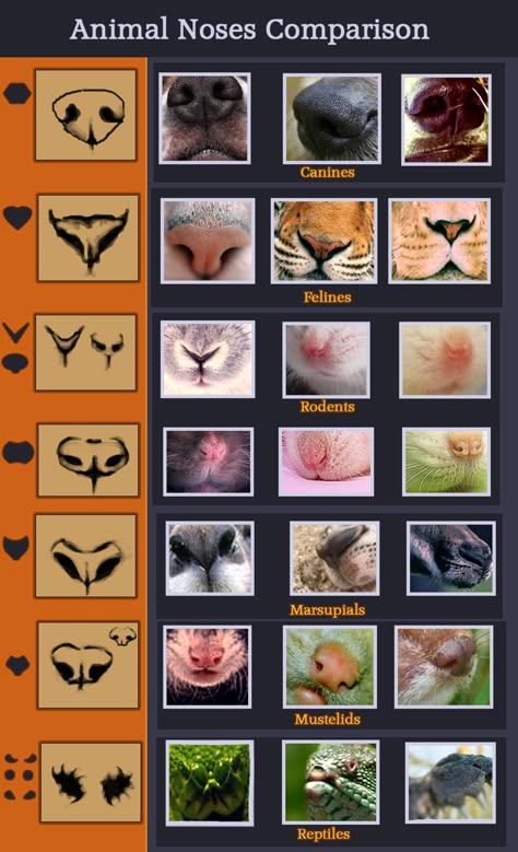 bouncybat:  artist-refs:  Animal noses comparison by ~Mikan-no-Tora  Okay, this exists, so no one has an excuse to put a dog nose on everything anymore. Animal Noses, Different Animals, Dog Nose, Animal Study, 캐릭터 드로잉, Drawing Lessons, Art Studies, An Animal, Drawing Tips