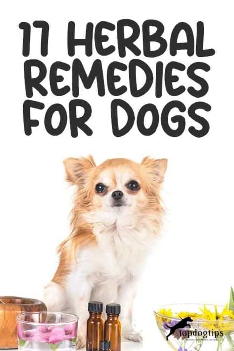 Herbs for Hounds: Discover 17 Herbal Remedies for Your Canine 🏡🐶 Dog Itchy Skin Remedy, Natural Dewormer For Dogs, Deworming Dogs, Catnip Plant, Meds For Dogs, Itchy Dog, Upset Tummy, Holistic Pet Care, Dog Joints