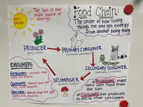 Science Anchor Charts 3rd, Food Chain Anchor Chart, Ecosystem Anchor Chart, Food Chains Anchor Chart, Teaching Materials Science, Inquiry Based Learning Kindergarten, Simple Food Chain, Class Activity Ideas, Food Chains And Food Webs