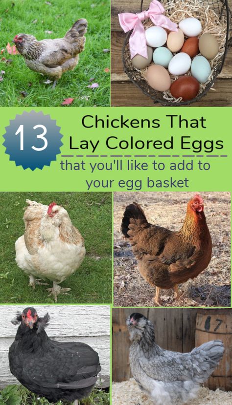 Chickens that lay colored eggs add another layer of fun and excitement to raising backyard chickens. The eggs have the same flavor as white eggs, but finding the colored eggs make it like hunting Easter eggs every time you go to the hen house. Chicken egg colors vary from blue, green and brown can range from dark to light shades of the color. The reason behind the colored eggs is unclear, but most agree that chickens that lay colored eggs are doing so in a natural response to their surroundings. Chickens Breeds, Chicken Egg Colors, Egg Colors, Laying Chickens Breeds, House Chicken, Best Egg Laying Chickens, Egg Laying Chickens, Colored Eggs, Chicken Life