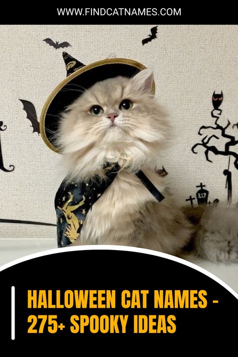 Looking for Halloween cat names? Get ready for 275+ ideas that range from spooky to sweet to seasonal, and everything in between! Spooky Cat Names, Badass Cat Names, Halloween Names For Cats, Boy Cat Names, Girl Cat Names, Cute Cat Names, Spooky Ideas, Popular Halloween Costumes, Halloween Names