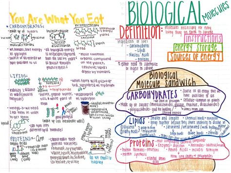 A nice note page on biomolecules/macromolecules/organic compounds. How To Study Biology, Biology College, Biology Student, Biology Revision, Interactive Notes, Studying Tips, Biology Resources, Study Biology, Biology Classroom