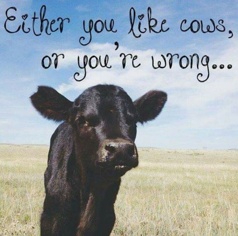 Rodeo Guys, Cows Quotes, Cattle Quotes, Livestock Quotes, Livestock Judging, Cow Quotes, Random Sayings, Homestead Animals, Farm Humor