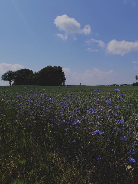 Cornflower Aesthetic, Cornflower Blue Aesthetic, Cornflowers Aesthetic, Corn Flower Blue Aesthetic, Flower Field Dark Aesthetic, Blue Flower Field Aesthetic, Blue Wild Flowers Aesthetic, Country Blue, Blue Hour