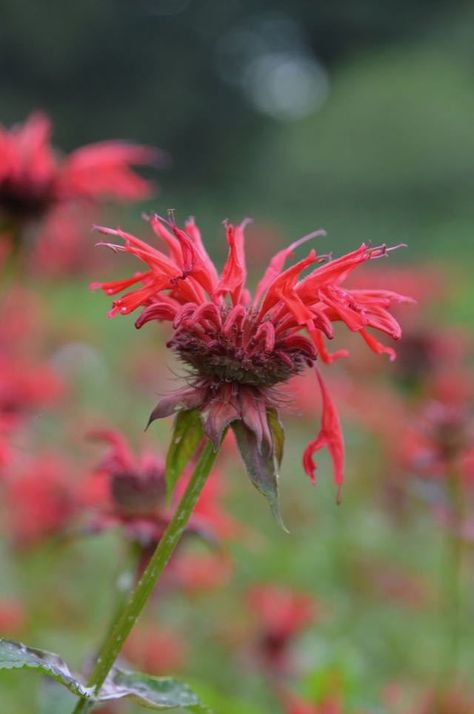 Garden view scarlet bee balm Scarlett Bee Balm, Scarlet Bee Balm, Beebalm Flowers, Scarlet Which, Bee Balm Plant, Bee Balm Flower, Dream House Garden, Floral Alphabet, Bee Balm