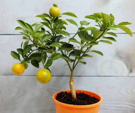 How to Repot Indoor Citrus Trees (Essential Guide) - Petal Republic Citrus Tree Indoor, Trees Indoors, Citrus Tree, Soil Layers, Citrus Trees, Root Growth, Peat Moss, Tree Care, Growing Indoors