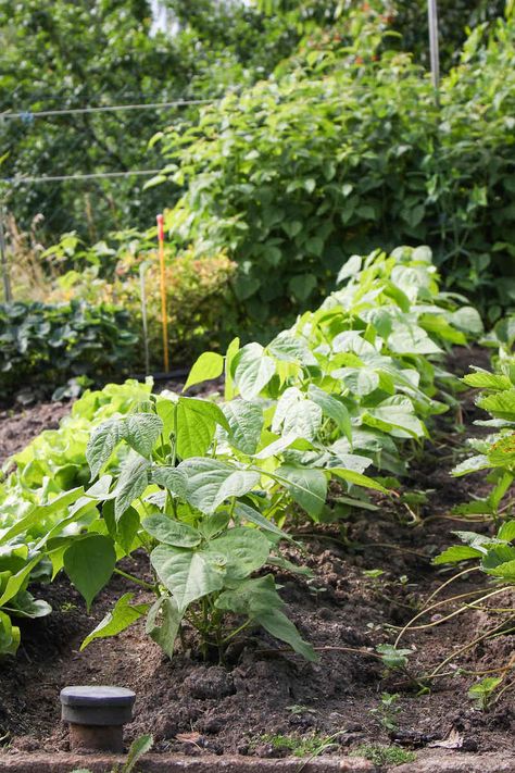 Bush Beans Growing, Growing Bush Beans, Beans Growing, Georgia Garden, Bean Garden, Garden Board, Growing Vegetables In Pots, Garden Plot, Beds Diy