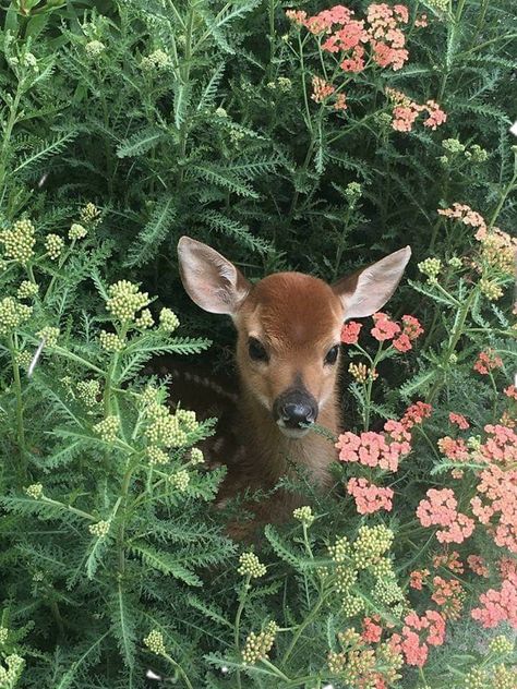 Deer In Flowers, Doe Pretty, Pictures Of Deer, Deer Beauty, Deer In Nature, Animals In Nature, Blue Sunrise, Animals Aesthetic, Photography Clouds