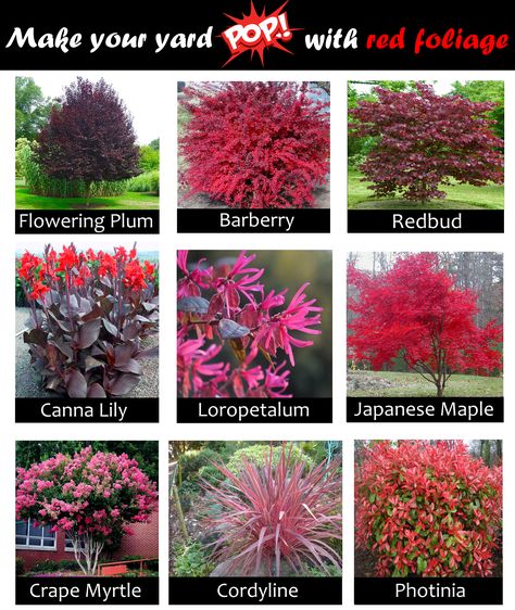 Yard Plants Landscapes, Colorful Bushes For Landscaping, Red Bushes Landscaping, Colorful Landscape Front Yard, Landscape Bushes Front Yard, Front Yard Plants, Yard Plants, Flower Garden Plans, Landscaping Trees