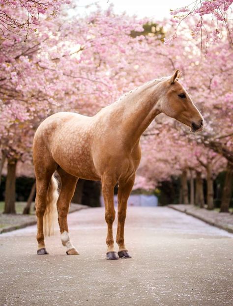 Dapple Palomino Dappled Palomino Horse, Dapple Palomino Horse, Palomino Horse Aesthetic, Cavalo Palomino, Palomino Pony, Horse Wallpapers, Palomino Horses, Photography Horse, Horse Riding Quotes