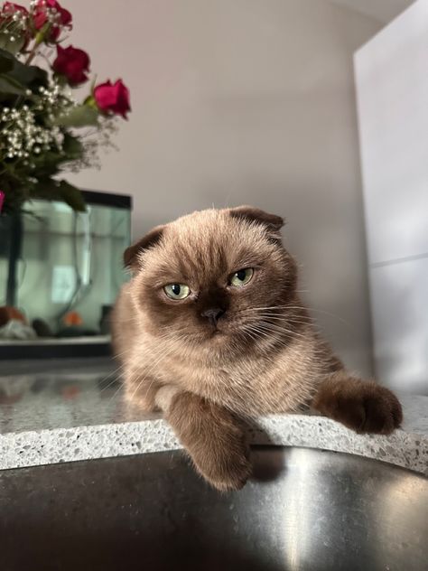 brown pretty cat laying at sink Calico Scottish Fold, Cute Kittys, Brown Scottish Fold, Scottishfold Cat, Cats Scottish Fold, Scottish Fold Cats, Cute Scottish Fold, Scottish Fold Kitten, Munchkin Cat Scottish Fold