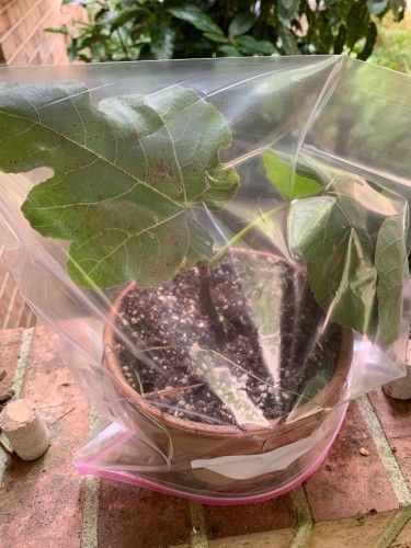 Covers Protection Blankets Outdoor Drawstring How To Root Fig Tree Cuttings, Fig Plants, Fig Fruit Tree, Growing Fig Trees, Fig Tree Plant, Fig Varieties, Fig Trees, Growing Fruit Trees, Fig Fruit