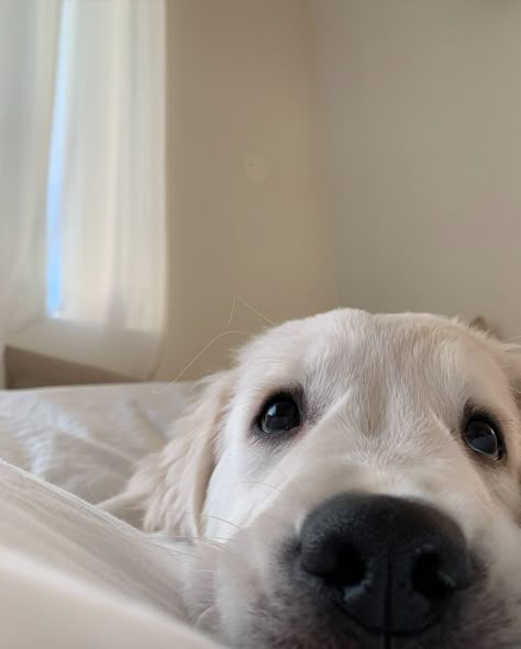 White Labrador Aesthetic, White Golden Retriever Puppy Aesthetic, Lab Dog Aesthetic, White Golden Retrievers, White Labrador Retriever, White Golden Retriever Aesthetic, White Dog Aesthetic, Lab Puppy Aesthetic, English Cream Golden Retriever Aesthetic