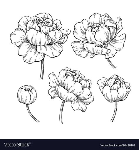 Peony Tattoo Men, Tattoo Peony, Peonies Wallpaper, Peony Botanical, Peony Drawing, Leaves Drawing, Neotraditional Tattoo, Botanical Drawing, Illustration Nature