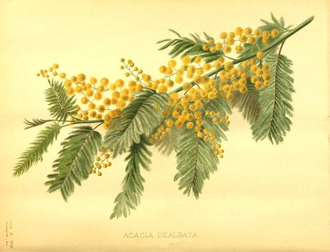 Acacia Dealbata, Plants In Jars, B Image, Mimosa Flower, Australian Plants, Invasive Plants, Australian Flora, Female Portraits, Native Plants