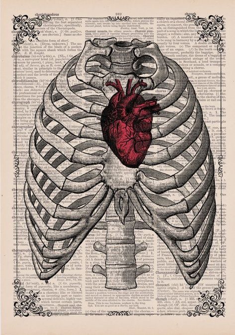 Anatomical Illustration, Dictionary Book, Medical Wallpaper, Book Page Art, Heart And Lungs, Medical Art, Anatomical Heart, Human Heart, Anatomy Drawing