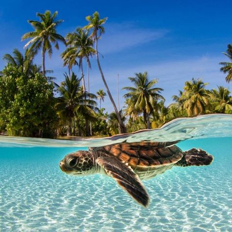 <3 Sea Turtle Pictures, Turtle Wallpaper, Turtle Conservation, Baby Sea Turtles, Under The Water, Turtle Love, Cute Turtles, Ocean Conservation, Baby Turtles