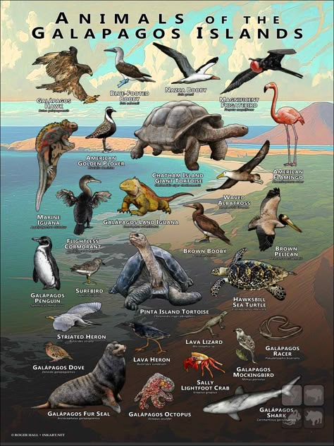 Poster featuring accurate illustrations of various species of animals native to the Galapagos Islands printed on matte, museum quality paper. Galapagos Islands Animals, Fur Seal, Animal Science, Galapagos Islands, Animal Species, Animal Facts, Animal Posters, Zoology, Animal Tshirt