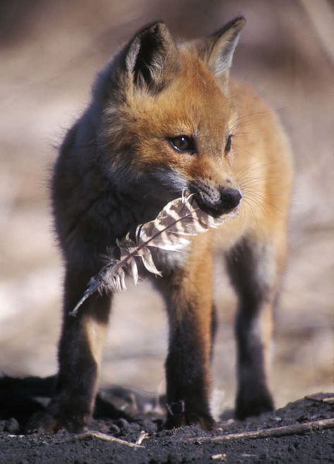 Fox Pups, Fox Pictures, Pet Fox, Wild Dogs, Baby Fox, Wildlife Animals, Red Fox, Animal Photo, 귀여운 동물