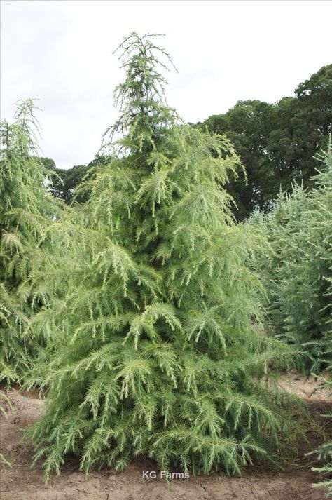 Evergreen Landscaping, Conifer Garden, Cedrus Deodara, Cedrus Atlantica, Nursery Supplies, Conifers Garden, Bushes And Shrubs, Spring Gardening, Cedar Tree