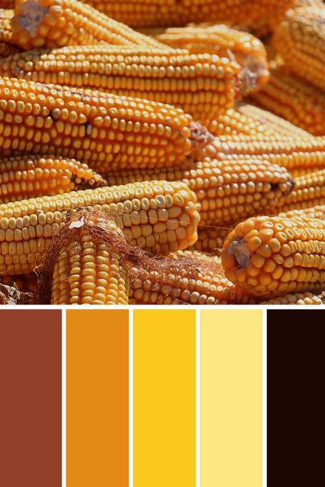 Color inspired by the vibrant colors of corn Corn Color Palette, Roasted Corn, Colour Palettes, Color Palettes, Corn, Color Palette, Vibrant Colors, Quick Saves, Color