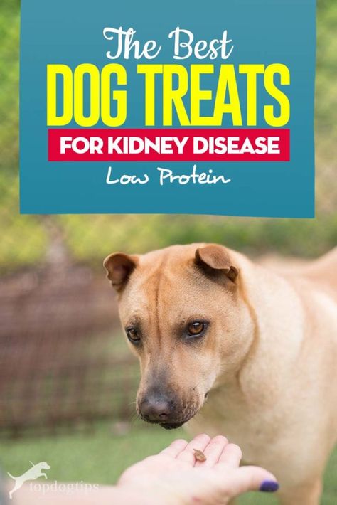 Top 5 Best Dog Treats for Kidney Disease (Low Protein) Low Protein Dog Treats, Kidney Diet For Dogs, Vegetarian Dog Treats, Best Dog Treats, Low Protein Dog Food, Low Protein Diet, Make Dog Food, Best Treats For Dogs, Healthy Dog Treats Homemade