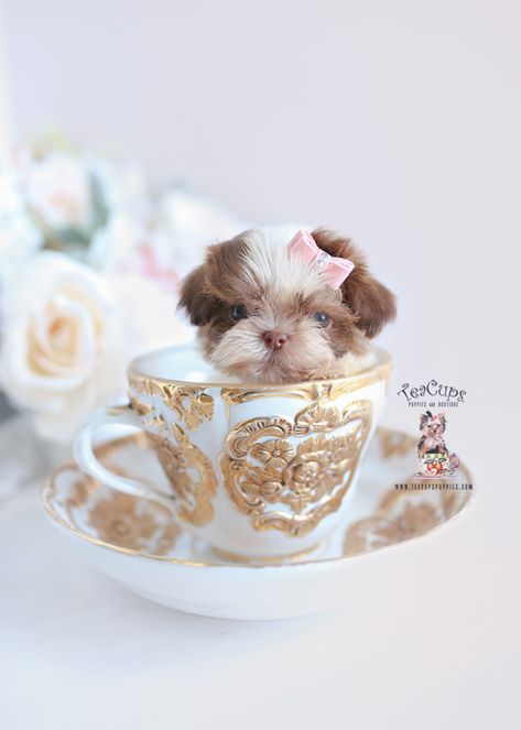 shih-tzu-puppy-for-sale-teacup-puppies-342 Tea Cup Shih Tzu, Cute Shih Tzu Puppies, White Pomeranian Puppies, Imperial Shih Tzu, Micro Teacup Puppies, Cute Shih Tzu, Puppy Fever, Pomeranian Puppy Teacup, Cute Teacup Puppies