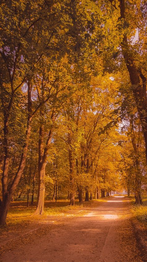 Trees, autumn, park, sunny day in September Sunny Fall Day, Sweet September, Days In September, Trees Autumn, Sunny Autumn, Autumn Park, Autumn Nature, Fall Day, Fall Pictures