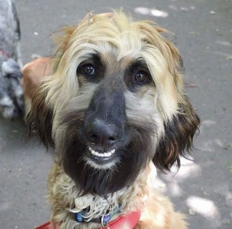 Afghan Hound Puppy, Weird Photos, Afghan Hounds, Funny Dog Faces, Ugly Dogs, Ugly Cat, Fun Images, Basset Hound Puppy, Hound Puppies