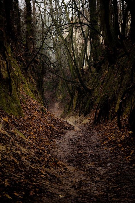 The Cauldron on Twitter: "Deep in the forest,in the dried up river bed,this is the perfect place,for our souls to meet and be fed. Fed by the magic of the trees,and the sounds,the warmth of the earth,as it beckons us to ground. Stopping and listening to the trees,sigh,just getting lost in the breeze. Xo… https://t.co/4m0CqjyVlW" Scary Forest, Landscape References, Haunted Forest, Kestrel, Forest Photography, Destination Voyage, Deep Forest, Dark Forest, Fantasy Landscape