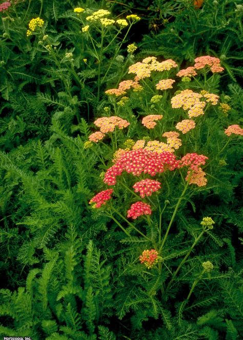 Yarrow, Botanical Name	Achillea spp. Plant Type	Flower Sun Exposure 	Full Sun Soil Type 	Loamy, Sandy Soil pH	Varies Bloom Time	Summer Flower Color	Pink, Red, White, Yellow Hardiness Zones	3, 4, 5, 6, 7, 8, 9 Special Features	Attracts Butterflies Erosion Control Landscaping, Common Yarrow, Year Round Flowers, Yarrow Plant, White Flower Garden, Round Flowers, Butterfly Gardens, Hgtv Garden, Flowers To Grow