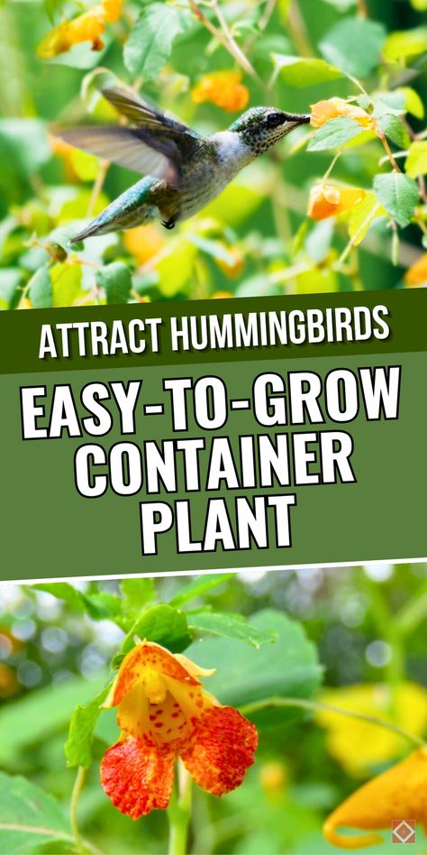 Want to attract hummingbirds to your space? This simple guide will show you how to grow a vibrant hummingbird plant in containers. It’s one of the best low-maintenance gardening options for creating a pollinator garden that thrives. Learn how to get started with this easy to grow plant and save this pin for your next project! Hummingbird Potted Plants, Hummingbird Plants Perennials, Best Potted Plants, Plants To Attract Hummingbirds, Outdoor Yard Ideas, Attracting Butterflies, Butterfly Habitat, Hummingbird Plants, Attract Hummingbirds