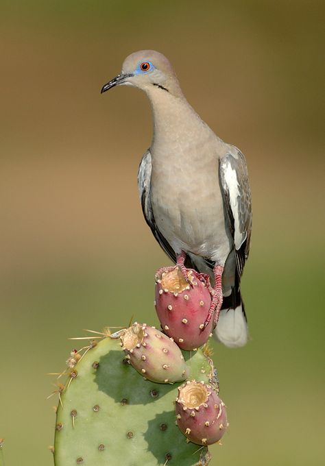 White-winged Dove from Southwestern United States, Mexico and Central America White Winged Dove, White Wing, Dove Pigeon, Doddle Art, Crazy Bird, Baja California Sur, White Wings, Game Birds, Desert Plants