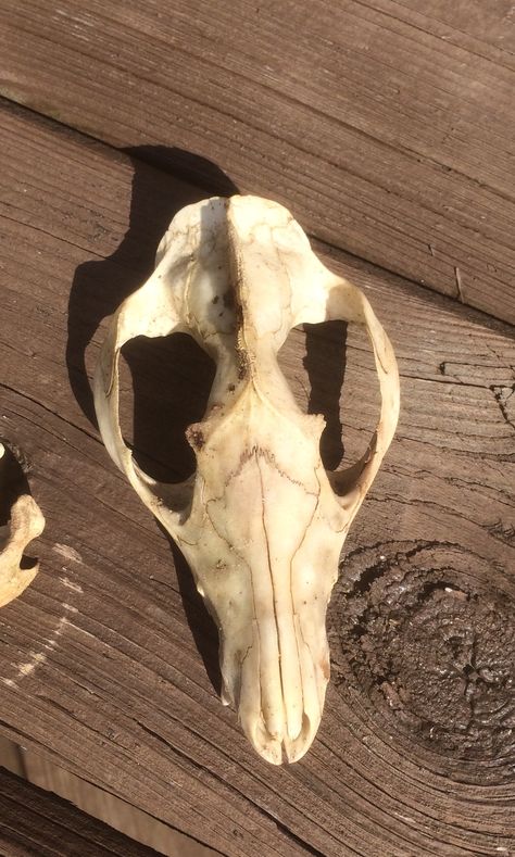 Opossum skull, Kentucky Opossum Skull, Vulture Culture, Animal Bones, Chalk Drawings, Cabinet Of Curiosities, Original Character, Taxidermy, Aspen, Kentucky