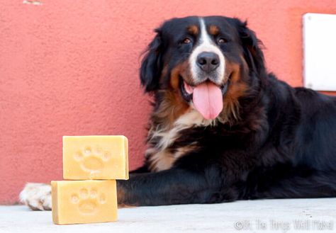 Get your dog clean the easy way with this dog soap recipe. I’ll show you how to make a homemade dog shampoo soap bar, and how we use it to clean our pup. Dog Soap Recipe, Soap Bar Recipe, Diy Dog Shampoo, Homemade Dog Shampoo, Mosquito Repellent Homemade, Dog Shampoo Bar, Dog Soap, Dog Treat Toys, Laundry Soap Homemade