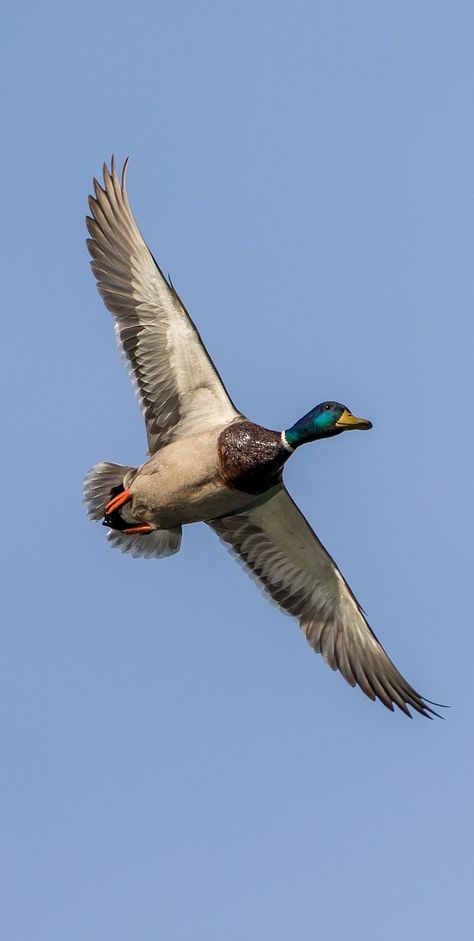 Picture of a mallard duck in flight. Duck Photos, Duck Hunting Blinds, Duck Flying, Hunting Animals, Mallard Ducks, Duck Pictures, Duck Photo, Wild Duck, Duck Art