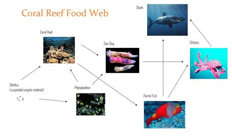 Food Web | Coral Reefs Coral Reef Food Web, Food Webs Projects, Coral Reef Craft, Food Webs, Parrot Fish, Ocean Unit, Fifa 20, Sea Slug, Food Web