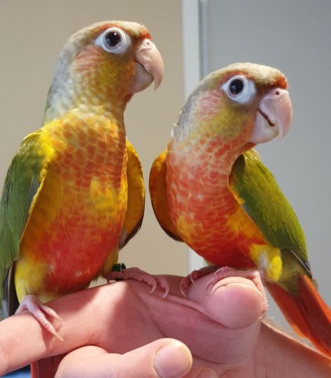 Pineapple Conure Birds, Pineapple Conure, Sun Conure, Hand Raised, Top Secret, Birdy, Pet Birds, Parrot, Birds