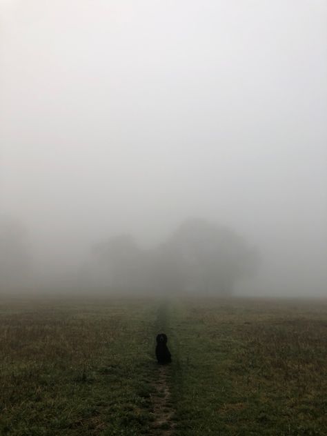 Misty Field, Dog In Forest Aesthetic, Digging Holes, Misty Forest, Black Dog, Beautiful Dogs, Dream Life, Happy Places, Forest