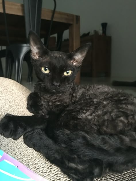 Beautiful black smoke Devon Rex Devon Rex Cats Black, Black Devon Rex Cats, Devon Rex Cat, Curly Cat, Devon Rex Cats, Dream's Cat, Rex Cat, Devon Rex, Sleepy Cat