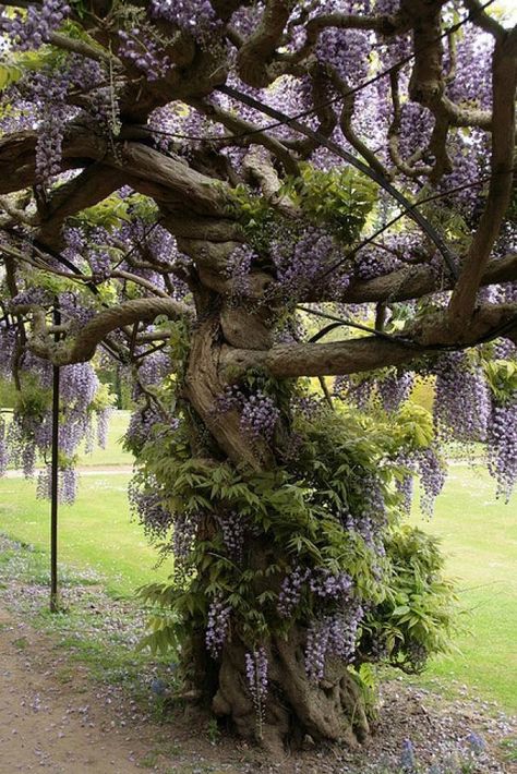 You can make your own Wisteria Tree..... Just plant wisteria at the base of a large pole, as it vines out, take the vines and wrap them around pole, up and down the pole...keep doing this as it grows and that pole with the tightly wrapped vines becomes a trunk. In a few years you will have a Wisteria tree! Wisteria Tree, Unique Trees, Tree Hugger, Nature Tree, Alam Yang Indah, Beautiful Tree, Dream Garden, Wisteria, Arbor