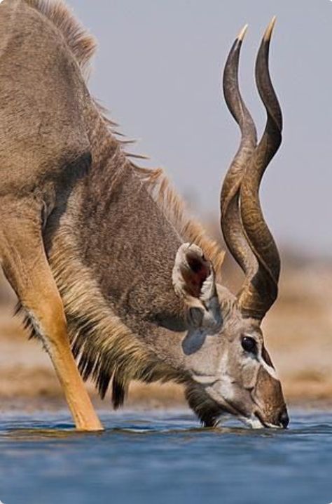 African kudu stopping for a drink. Greater Kudu, Frans Lanting, Etosha National Park, African Antelope, Mule Deer, Manx, African Wildlife, African Animals, Wildlife Animals