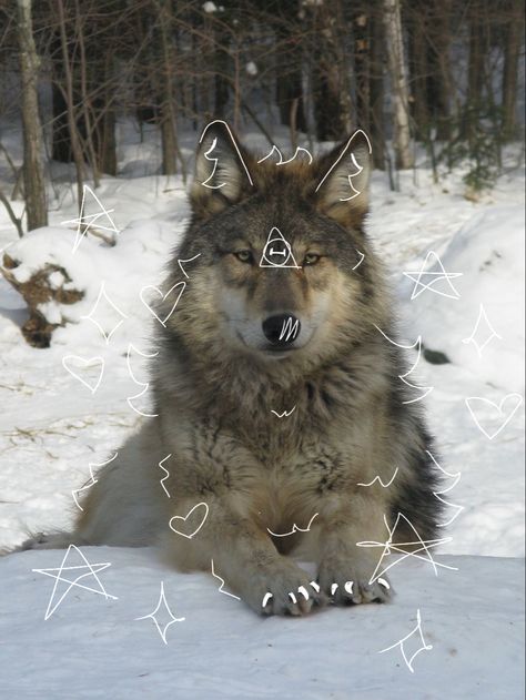 Grey wolf therian Wolf Therian Pfp, Fox Background, Wolf Therian, Therian Pfp, Werewolf Stories, Dragon Moon, Haflinger Horse, Maned Wolf, Spirit Animal Art