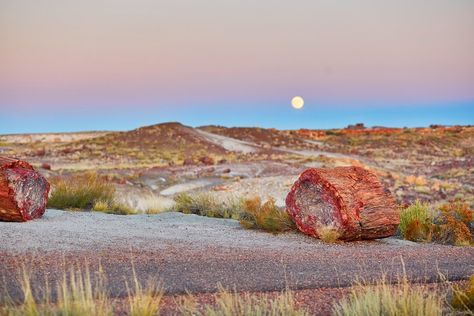 Petrified Forest National Park: The Complete Guide for 2023 (with Images) Forest Gift, Petrified Forest National Park, Rv Trip, Places In America, Petrified Forest, Forest Trail, Forest Road, Desert Painting, Grand Canyon National Park