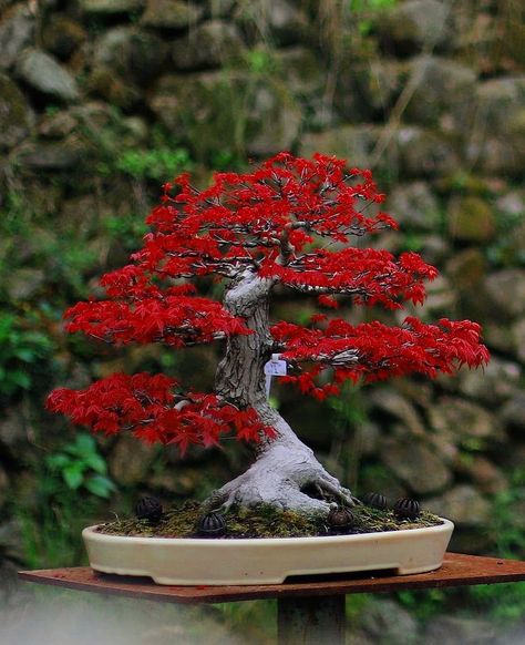 Lady in Red ❤️ Japanese maple 🇯🇵 #photo #photography #photooftheday #photoshoot #photographyeveryday #photoofday #photographie #photographylover Red Maple Bonsai, Japanese Red Maple, Vintage Funny Quotes, Maple Bonsai, Tree Of Life Jewelry, Bonsai Art, Red Maple, Miniature Trees, Bonsai Plants