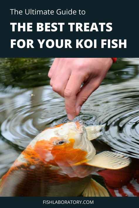 There’s a great variety of treats that you can feed to your koi. This includes many varieties of fruits, vegetables, and seafood. Kitchen Aquarium, Water Farming, Japanese Living, Diy Fish Tank, Building A Pond, Food Fish, Garden Pond Design, Pond Fish, Outdoor Water Features